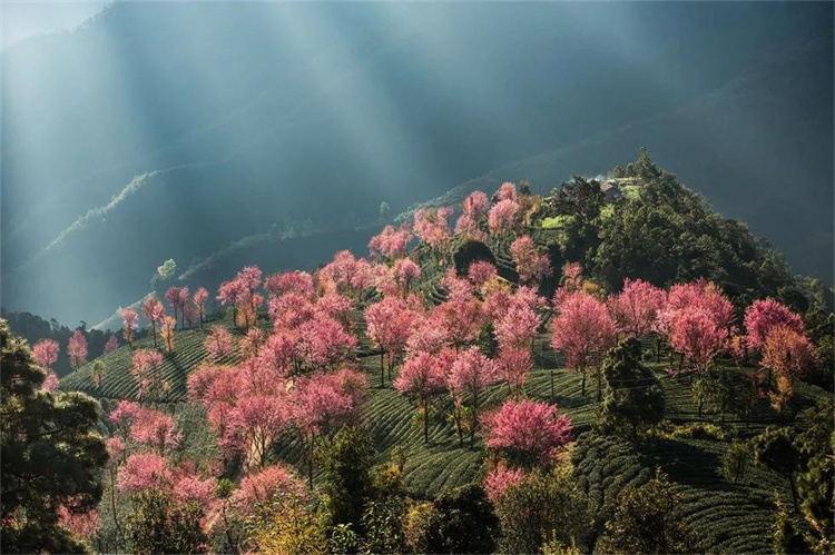 大理櫻花季：南澗無量，秘境花鄉——神仙姐姐居住的地方！快來大理旅游吧！