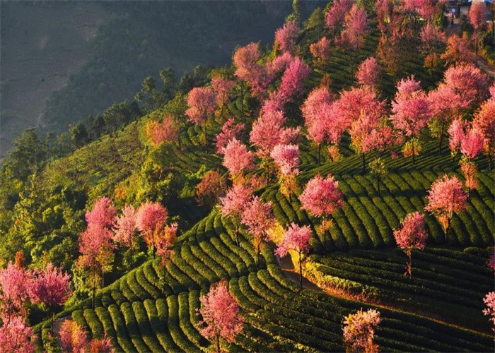 大理旅游：冬日賞櫻，徒步無量山。漫步洱海，打卡s彎小鐮倉。邂逅精靈，洱海紅嘴鷗。