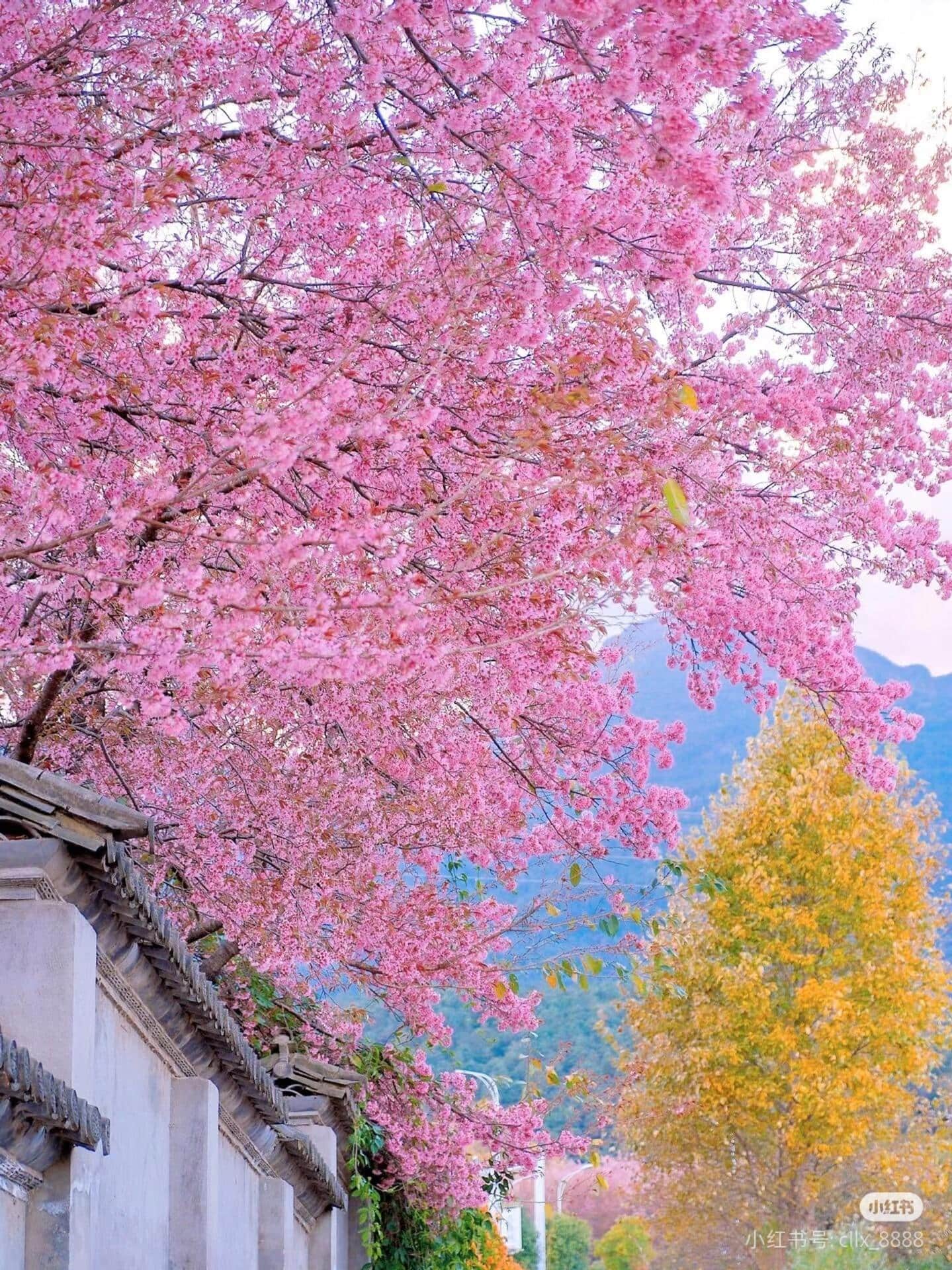 云南旅游,云南旅行社,云南團建公司,云南策劃公司,云南會議會展,云南策劃執行,大理旅游,大理旅行社,大理團建公司,大理會議公司,大理會議會展,大理策劃公司:去云南才知道，最早的櫻花是開在冬天的