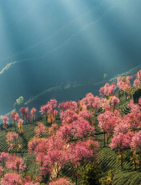 云南旅游,云南旅行社,云南團建公司,云南策劃公司,云南會議會展,大理旅游,大理旅行社,大理團建公司,大理會議會展：無量山冬櫻花開了！